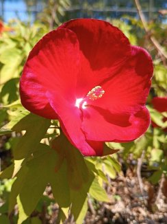 Hibiscus hybride ´Raijin´® Ibišek 'Raijin' ® Nelen pro zelen květ Hibiscus hybride ´Raijin´® Ibišek 'Raijin' ® Nelen pro zelen květ