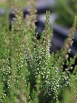 Calluna vulgaris 'Irma' Vřes obecný 'Irma' Nelen pro zelen detail poupat