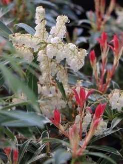 Pieris japonica 'Flaming Silver' Pieris japonský 'Flaming Silver' Nelen pro zelen květy Pieris japonica 'Flaming Silver' Pieris japonský 'Flaming Silver' Nelen pro zelen květy