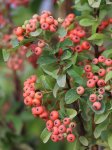 Pyracantha coccinea 'Kasan' Hlohyně šarlatová 'Kasan' Nelen pro zelen dozrávající plody