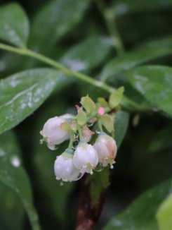 Vaccinium corymbosum 'Pink Lemonade'® Růžová kanadská borůvka 'Pink Lemonade' Nelen pro zelen květ Vaccinium corymbosum 'Pink Lemonade'® Růžová kanadská borůvka 'Pink Lemonade' Nelen pro zelen květ