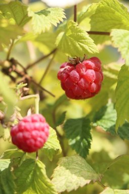 Maliník 'Summer Chef' Nelen pro zelen Rubus idaeus 'Summer Chef' plody