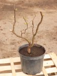 Robinia pseudoacacia ´Twisty Baby´® Trnovník akát 'Twisty Baby' ® Nelen pro zelen rašící rostlina