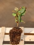 Lonicera japonica 'Chinensis´ Zimolez japonský 'Chinensis' Nelen pro zelen sazenice QP