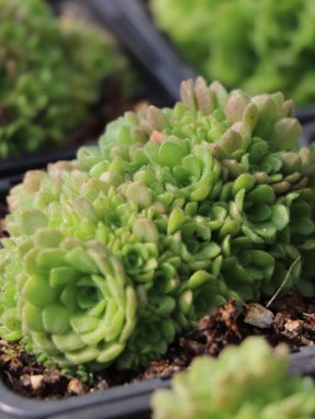 Rosularia pallida Cimbálek bledý Nelen pro zelen detail