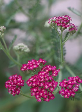 Achillea millefolium 'Cassic' Řebříček obecný 'Cassic' Nelen pro zelen květ