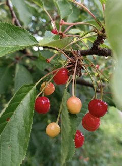 Prunus avium Třešeň ptačí Nelen pro zelen zrající plody