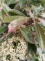 Photinia x fraseri ´Pink Marble´® Blýskavka Fraserova 'Pink Marble' ® Nelen pro zelen květ