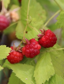Rubus idaeus BELLA AROMATICA® Maliník Bella Aromatica ® Nelen pro zelen plody