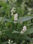 Deutzia gracilis Trojpuk štíhlý Nelen pro zelen květy