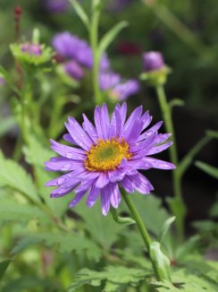 Aster alpinus 'Violet' Hvězdnice alpská 'Violet' Nelen pro zelen květ Aster alpinus 'Violet' Hvězdnice alpská 'Violet' Nelen pro zelen květ