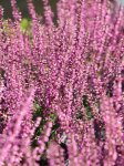 Calluna vulgaris 'Amethyst' Vřes 'Amethyst' Nelen pro zelen detail