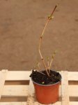 Viburnum opulus ´Roseum´ Kalina obecná 'Roseum' Nelen pro zelen kont 12cm