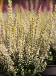 Calluna vulgaris 'Sarah' Vřes obecný 'Sarah' Nelen pro zelen detail