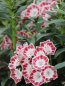 Mamota širokolistá 'Minuet' Nelen pro zelen Kalmia latifolia 'Minuet' květ