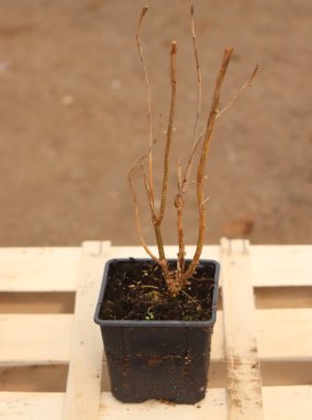 Hydrangea arborescens 'Annabelle' HOrtenzie stromečkovitá 'Annabelle' Nelen pro zelen h9x9