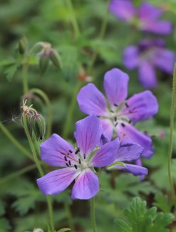 Geranium ´Johnson´s Blue´ Kakost 'Johnson's Blue' Nelen pro zelen květ Geranium ´Johnson´s Blue´ Kakost 'Johnson's Blue' Nelen pro zelen květ