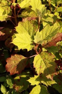 Hortenzie dubolistá 'Black Porch' Nelen pro zelen Hydrangea quercifolia 'Black Porch' list