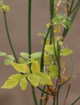 Jasminum officinale Jasmín pravý Nelen pro zelen listy