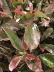 Photinia x fraseri ´Louise McLarlou® Blýskavka Fraserova ´Louise McLarlou® Nelen pro zelen listy starší rostliny