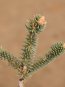 Abies pinsapo 'Glauca' Jedle španělská 'Glauca' Nelen pro zelen detail