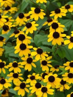 Třapatka zářivá 'Goldsturm' Nelen pro zelen Rudbeckia fulgida 'Goldsturm' květy Třapatka zářivá 'Goldsturm' Nelen pro zelen Rudbeckia fulgida 'Goldsturm' květy