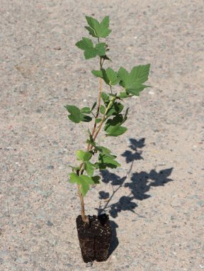 Ribes sanguineum Meruzalka krvavá Nelen pro zelen QP