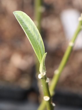 Edgeworthia chrysantha Edgevortie - papírový keř Nelen pro zelen detail jaro