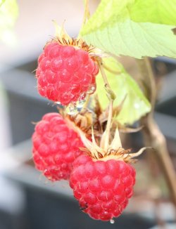 Rubus idaeus 'Meeker' Maliník 'Meeker' Nelen pro zelen plody 