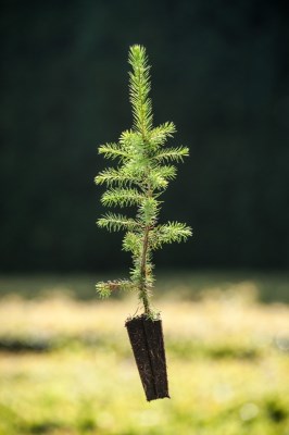 Smrk omorika Nelen pro zelen Picea omorika rostlina