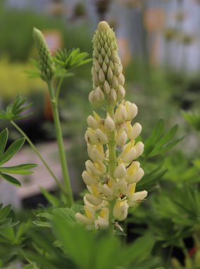 Lupinus polyphyllus 'Lupini Yellow' Lupina mnoholistá 'Lupini Yellow' Nelen pro zelen květ