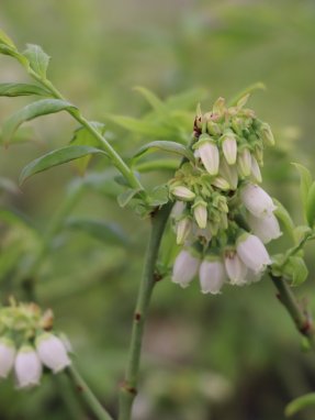 Vaccinium corymbosum 'Hortblue Petite' Kanadská borůvka 'Hortblue Petite' Nelen pro zelen květy