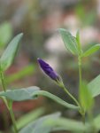Vinca major Barvínek větší Nelen pro zelen poupě