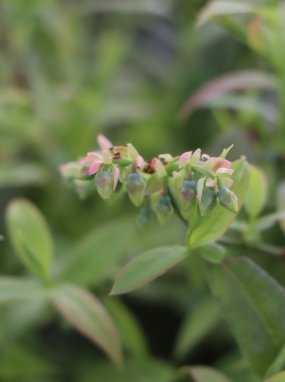 Vaccinium corymbosum 'Pink Lemonade'® Růžová kanadská borůvka 'Pink Lemonade' Nelen pro zelen poupata