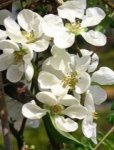 Chaenomeles speciosa 'Nivalis' Kdoulovec lahvicovitý 'Nivalis' Nelen pro zelen květy