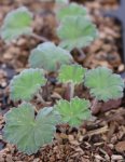 Geranium ´Coombland White´ Kakost 'Coombland White' Nelen pro zelen listy