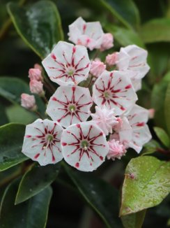 Mamota širokolistá  'Peppermint' Nelen pro zelen Kalmia latifolia  'Peppermint' květ