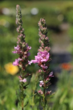 Kyprej vrbice 'Blush' Nelen pro zelen Lythrum salicaria 'Blush' květ