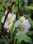 Chaenomeles speciosa 'Nivalis' Kdoulovec lahvicovitý 'Nivalis' Nelen pro zelen detail květu