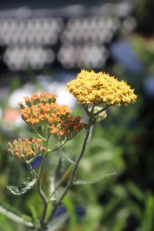 Achillea millefolium 'Terracotta' Řebříček obecný 'Terracotta' Nelen pro zelen květ Achillea millefolium 'Terracotta' Řebříček obecný 'Terracotta' Nelen pro zelen květ