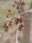 Ulmus glabra Jilm horský Nelen pro zelen květ