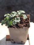 Geranium riversleaianum 'Mavis Simpson' Kakost 'Mavis Simpson' Nelen pro zelen sazenice h9x9
