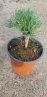 Pinus mugo 'Boží Dar' Borovice kleč 'Boží Dar' Nelen pro zelen rostlina