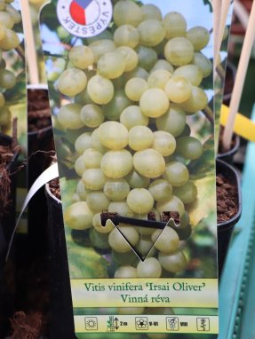 Vitis vinifera 'Irsai Oliver' Vinná réva 'Irsai Oliver' Nelen pro zelen etiketa