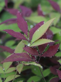 Nandina domestica 'Summer Sunset'® Nandina domácí 'Summer Sunset' ® Nelen pro zelen detail listů Nandina domestica 'Summer Sunset'® Nandina domácí 'Summer Sunset' ® Nelen pro zelen detail listů