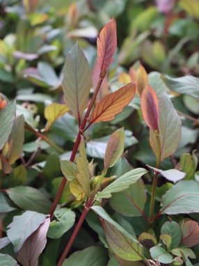 Lonicera japonica 'Chinensis´ Zimolez japonský 'Chinensis' Nelen pro zelen zabarvení listů