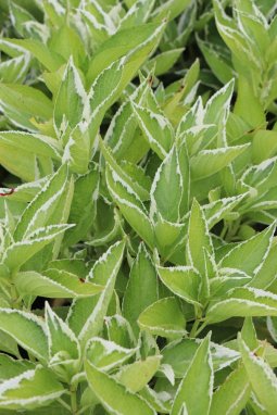 Hortenzie velkolistá Nelen pro zelen Hydrangea macrophylla list