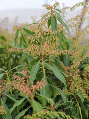 Pieris japonica 'Forest Flame' Pieris japonský 'Forest Flame' Nelen pro zelen poupata
