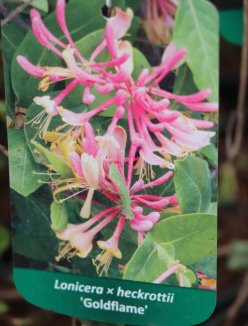 Lonicera x heckrottii ´Goldflame´ Zimolez Heckrottův 'Goldflame' Nelen pro zelen etiketa Lonicera x heckrottii ´Goldflame´ Zimolez Heckrottův 'Goldflame' Nelen pro zelen etiketa