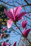 Magnolie Nelen pro zelen Magnolia rostlina květ